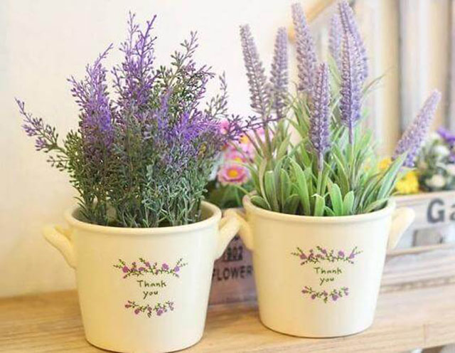 Hoa Oải Hương