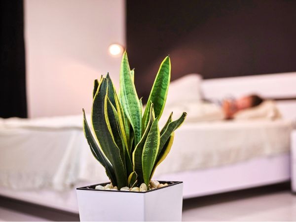 Không nên đặt quá nhiều cây xanh trong phòng ngủ